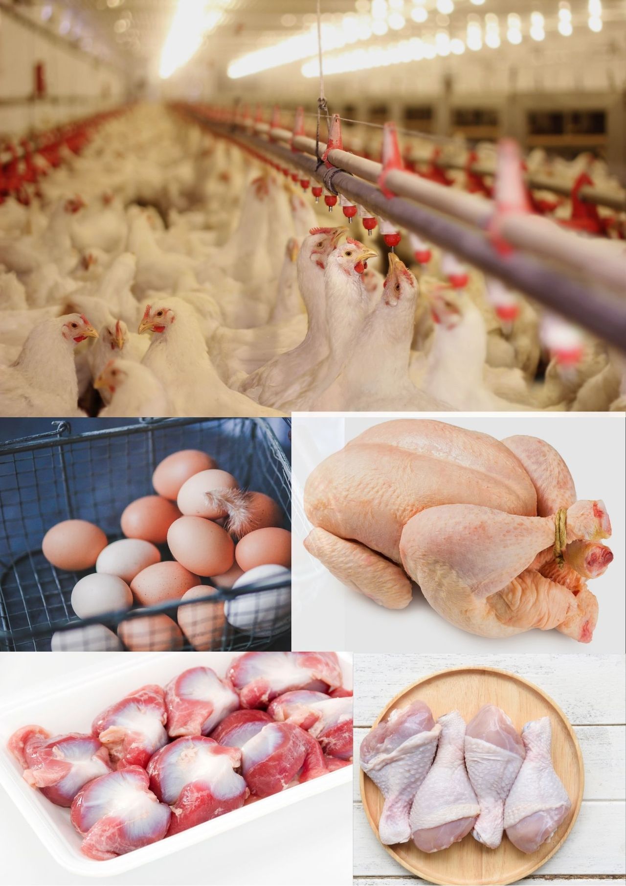 Chicken/Fish Products Category Image