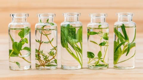 Black Widow Fragrance