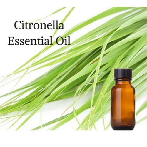 Citronella Essential Oil image