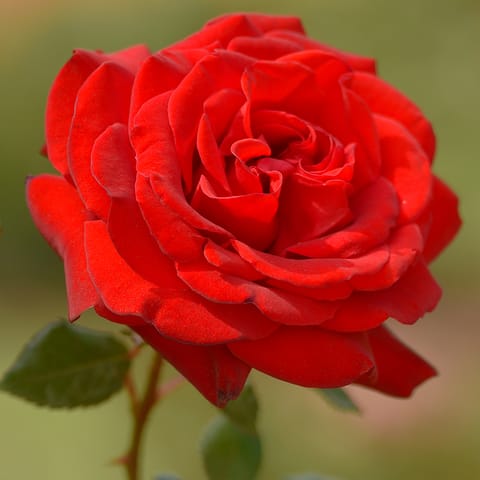 Fresh Sliced Rose Fragrance Oil