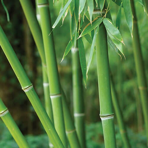 Bamboo and Teak Fragrance Oil image