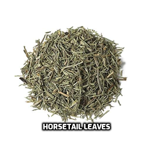 Horsetail Leaves image