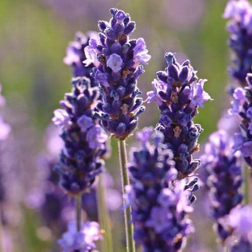 Lavender Fragrance Oil image