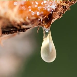 Myrrh Liquid Extract