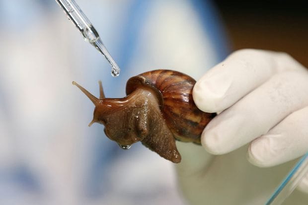 Snail Fluid image
