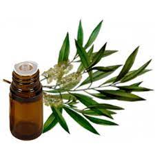 Tea Tree Essential Oil image