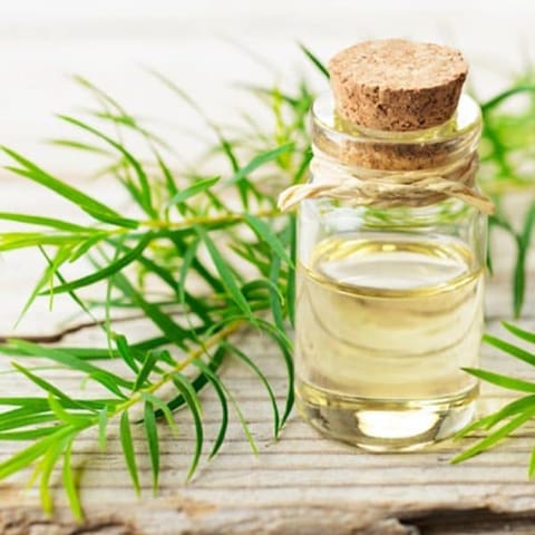 Tea Tree Carrier Oil