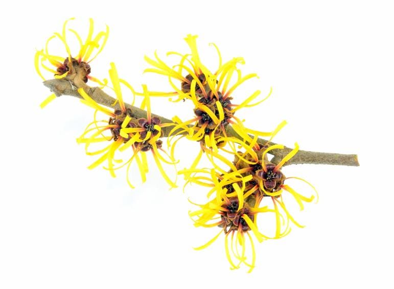 Witch Hazel image