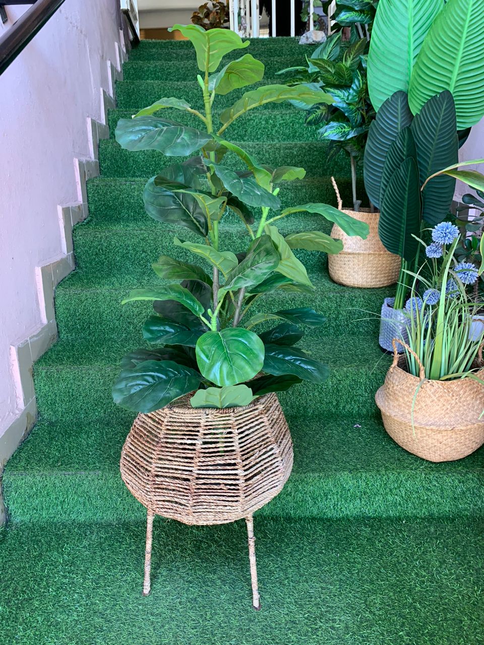 Artificial Fiddle Tree In Raffia Basket Image