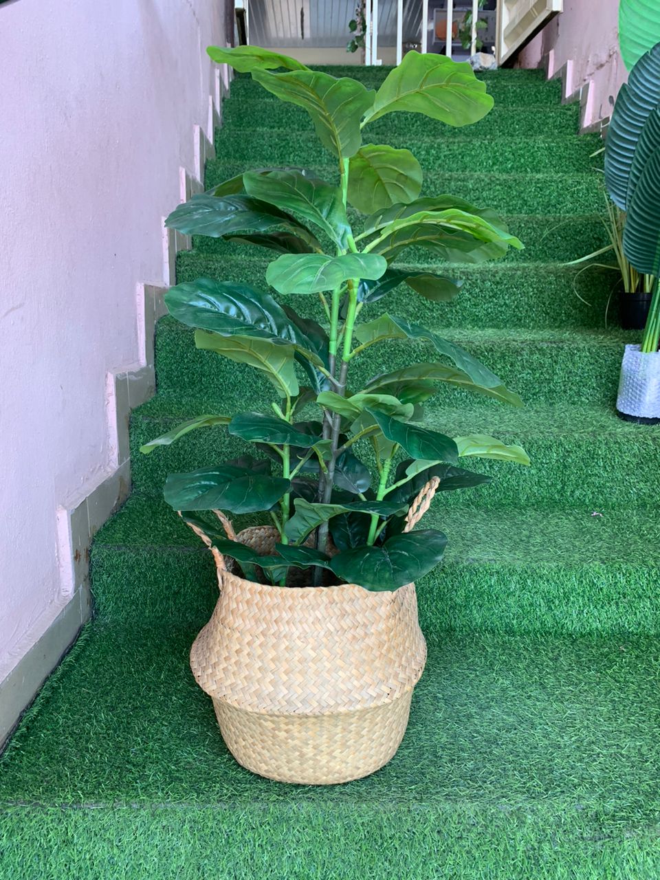 Artificial Fiddle Tree In Raffia Basket Image