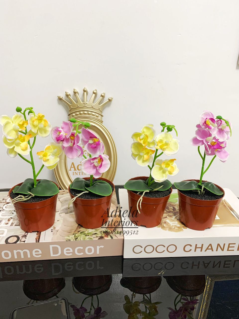 Potted Mini Orchid Image