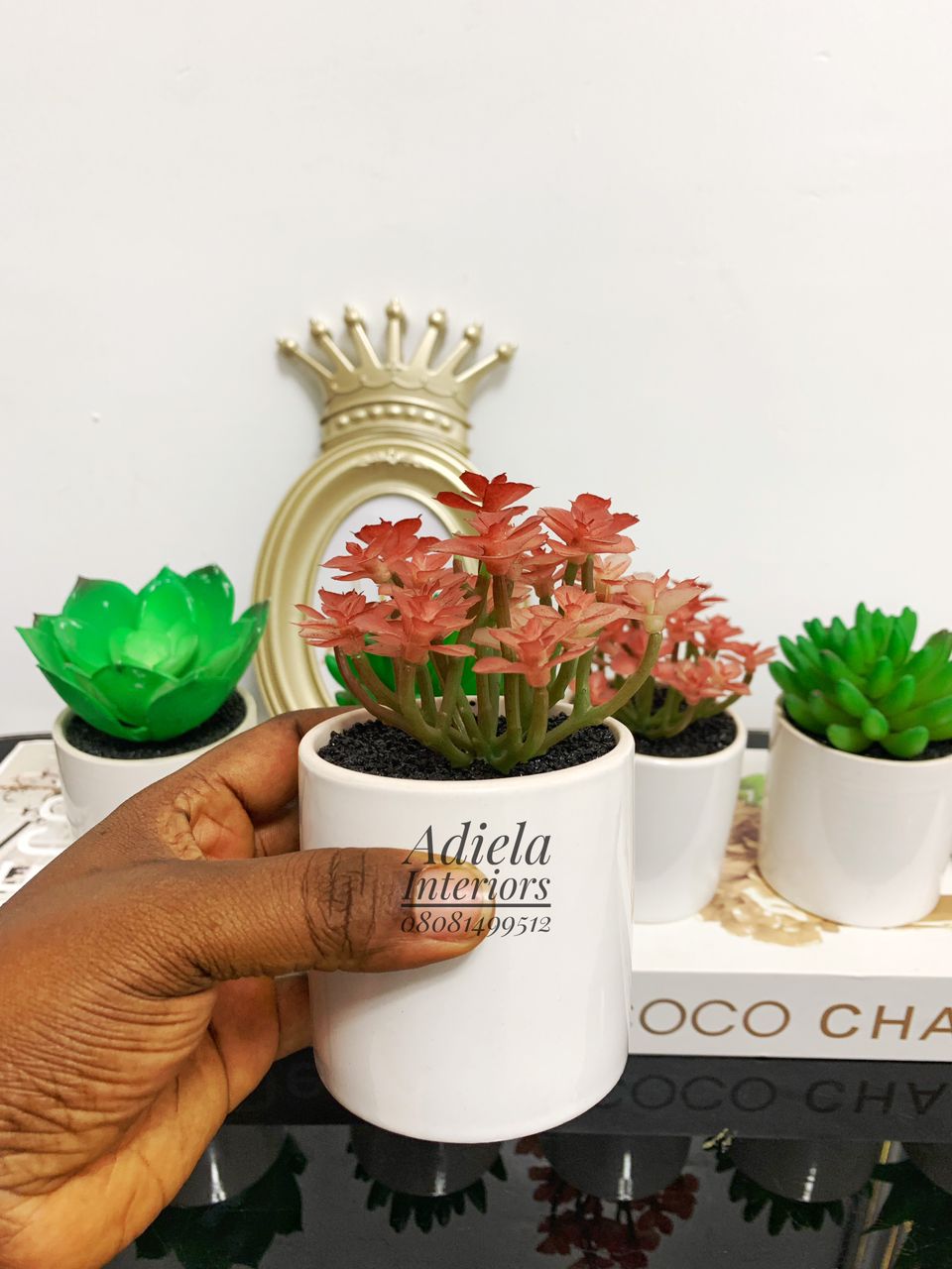 Potted Succulent Flower Image