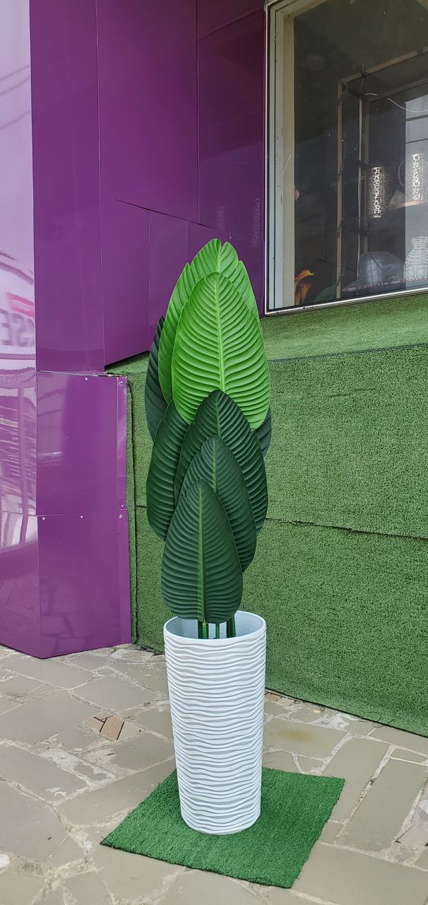 Plastic Planter With Banana Spade Plant Image
