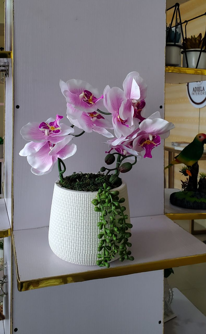 Potted Orchid+Succulents Image