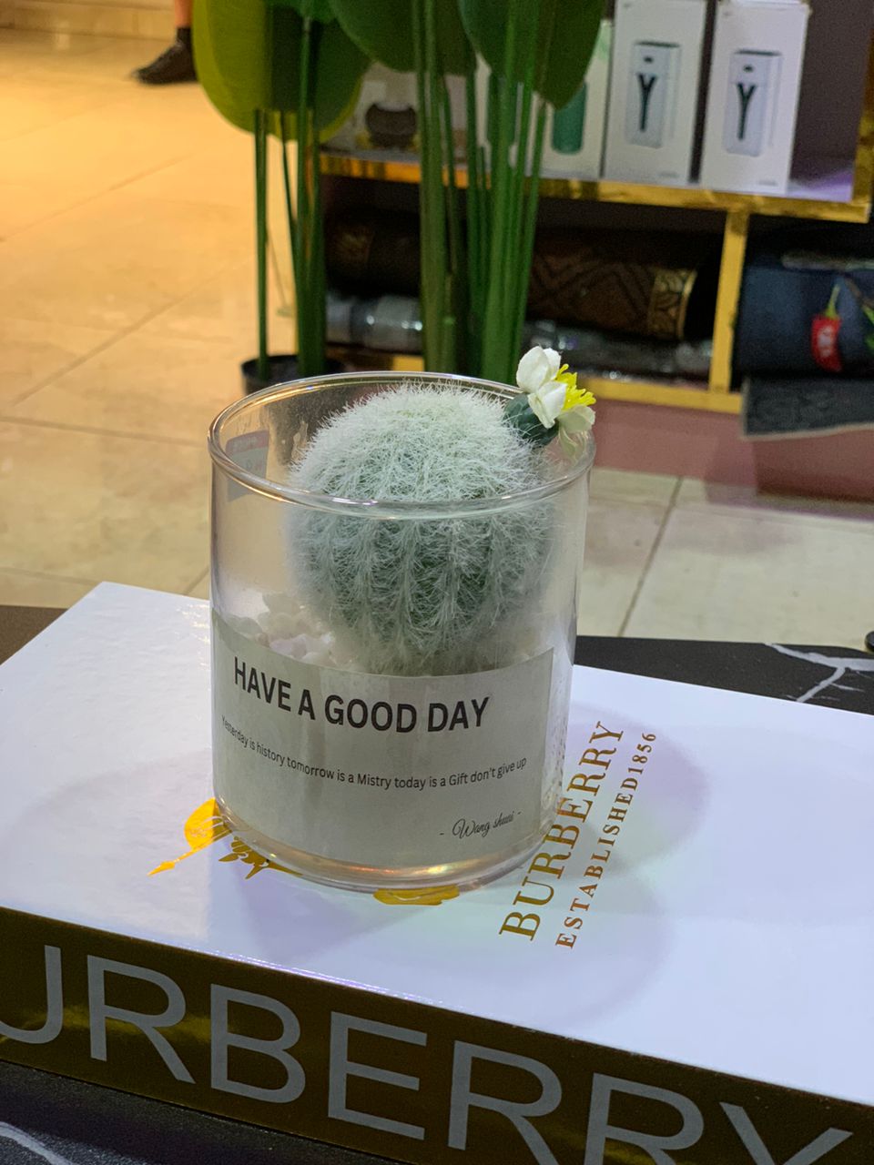 Succulent In Glass Jar Image