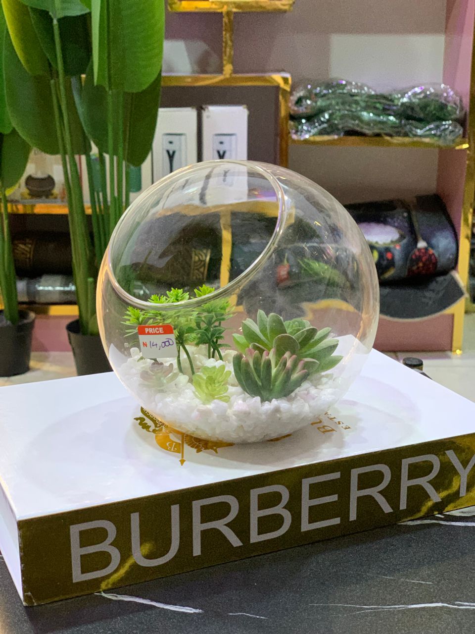 Succulent In Decorative Fish Bowl Image