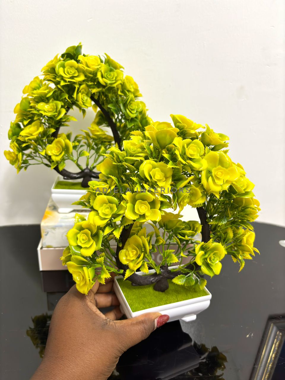 Potted Bonsai Tree Image