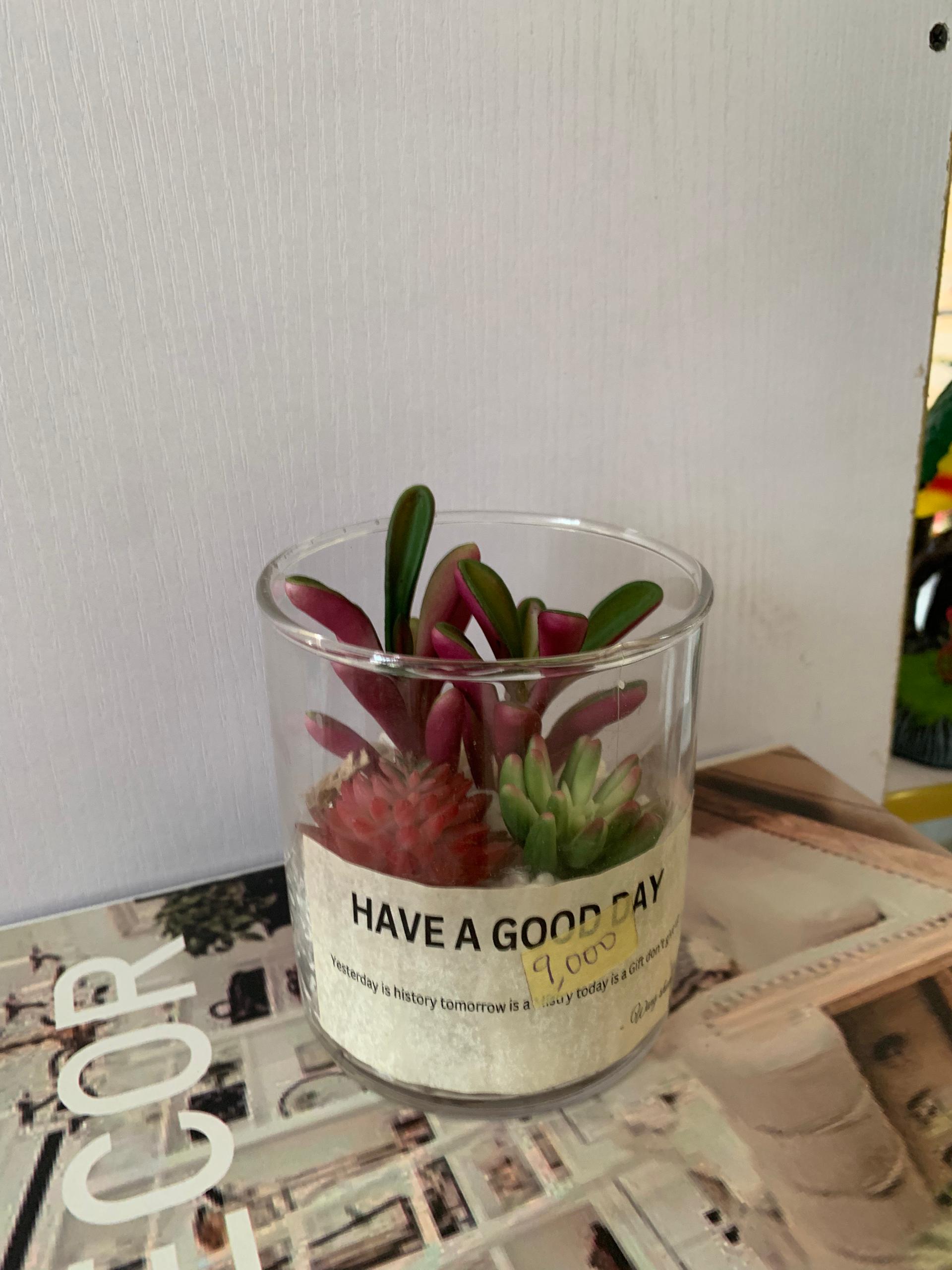 Faux succulents flower  in glass  vase Image