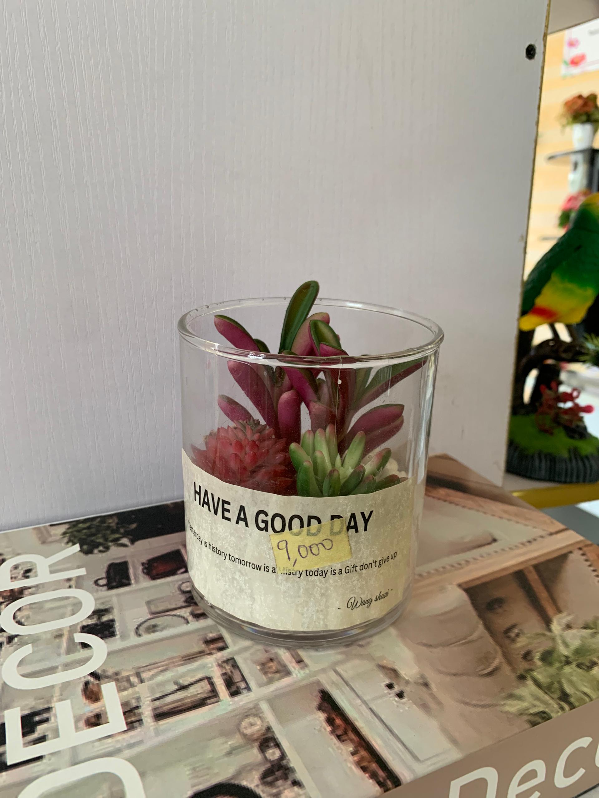 Faux succulents flower  in glass  vase Image