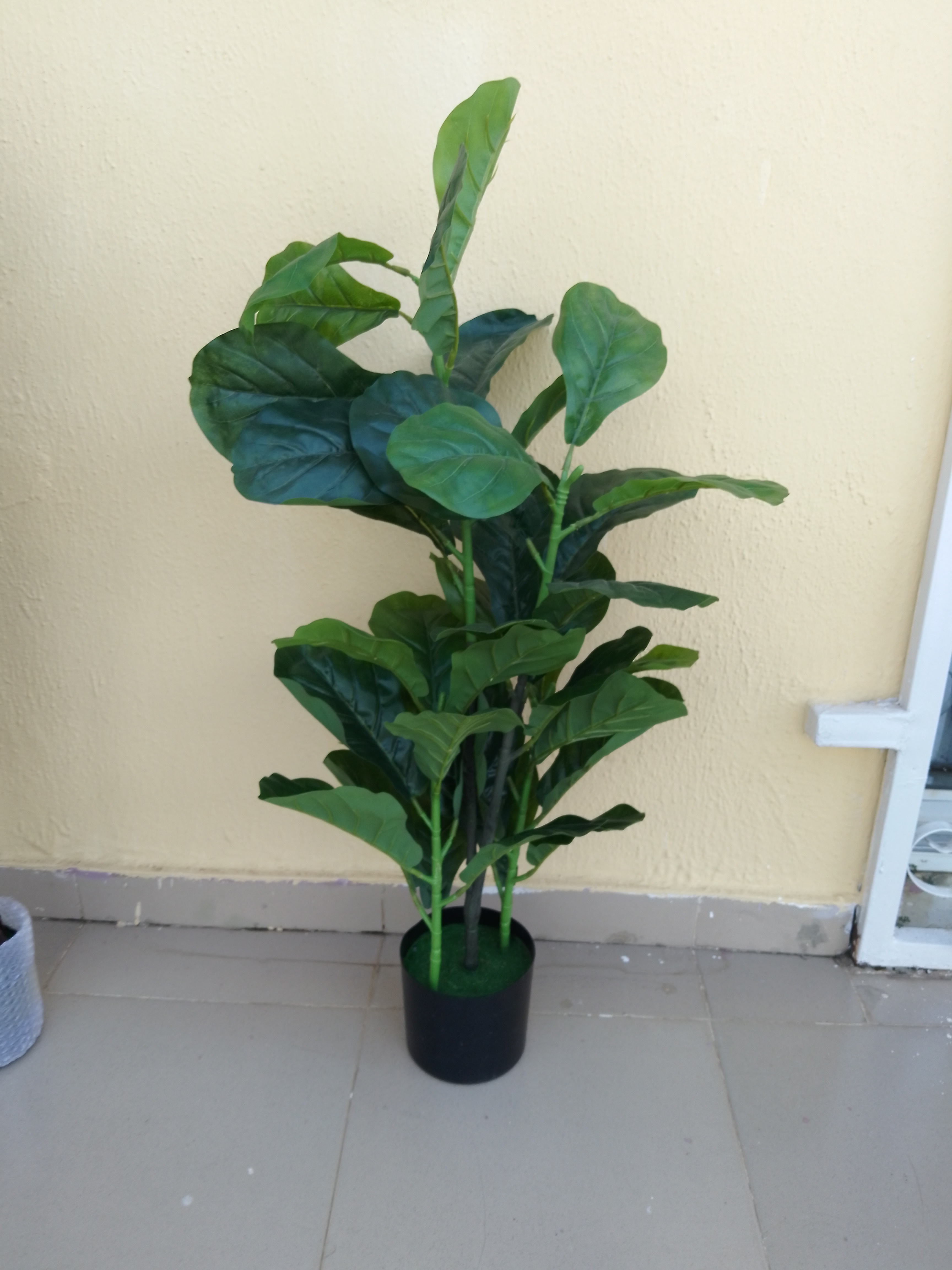 Artificial Fiddle plant Image