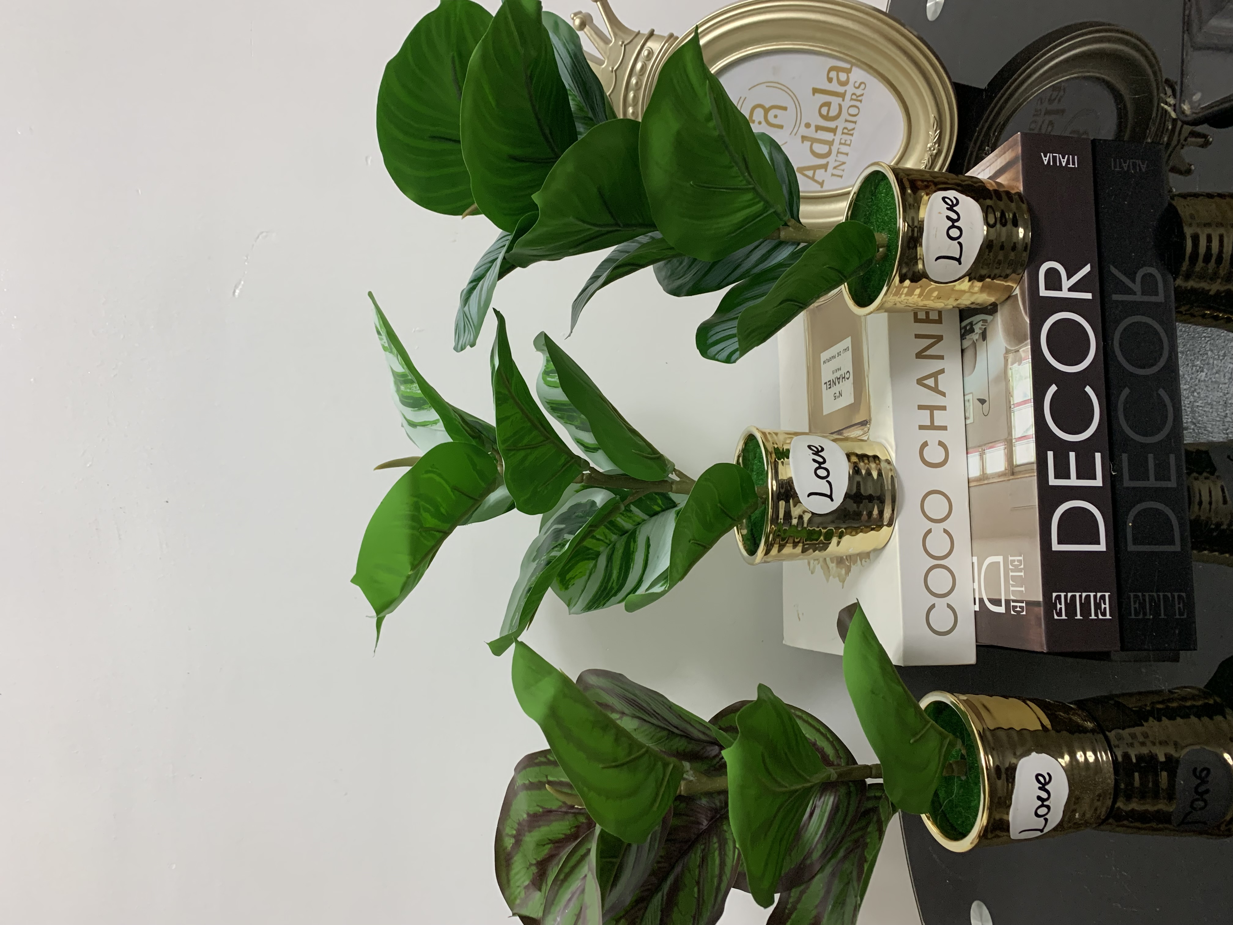 Potted Plant Image