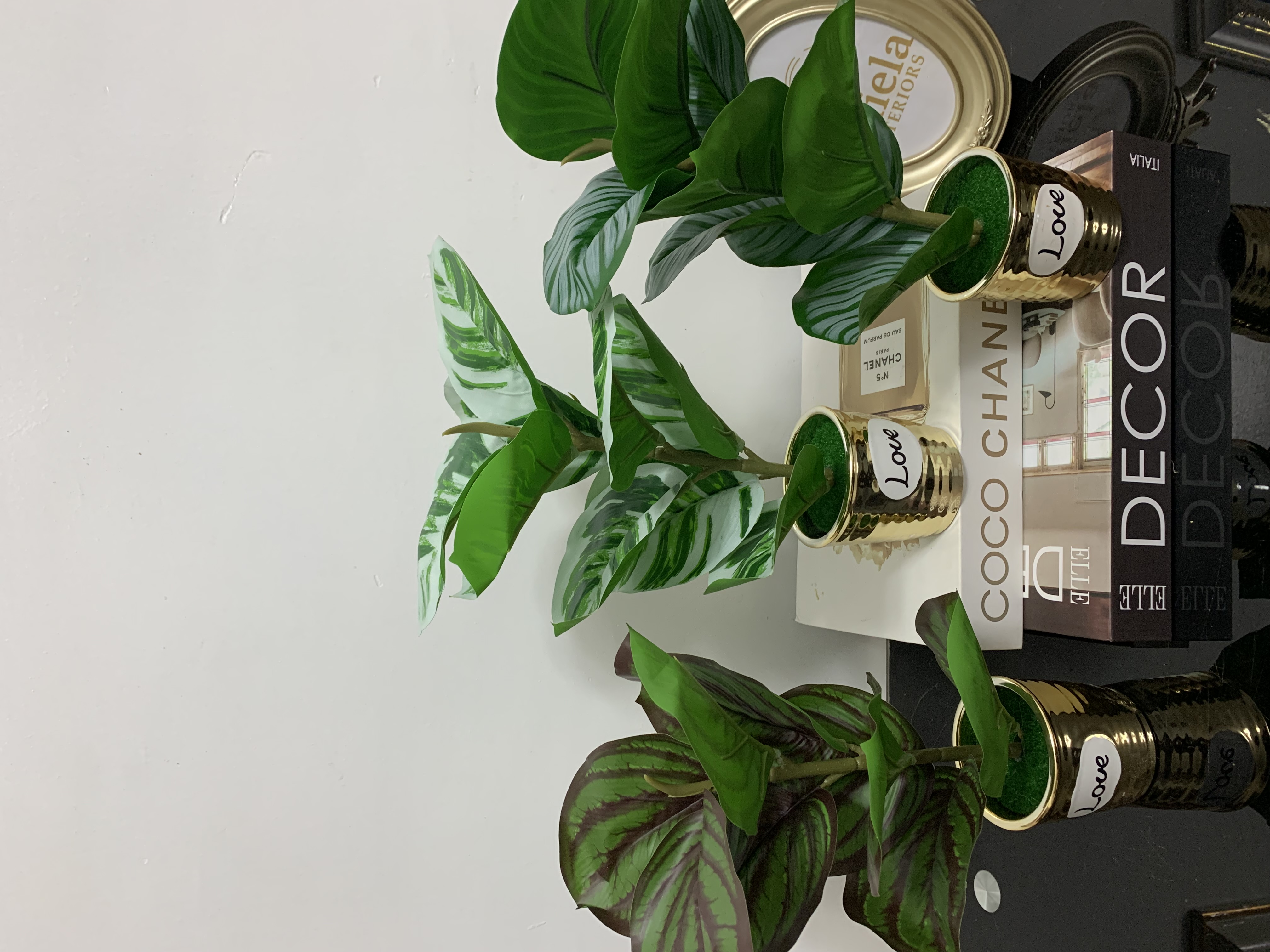 Potted Plant Image