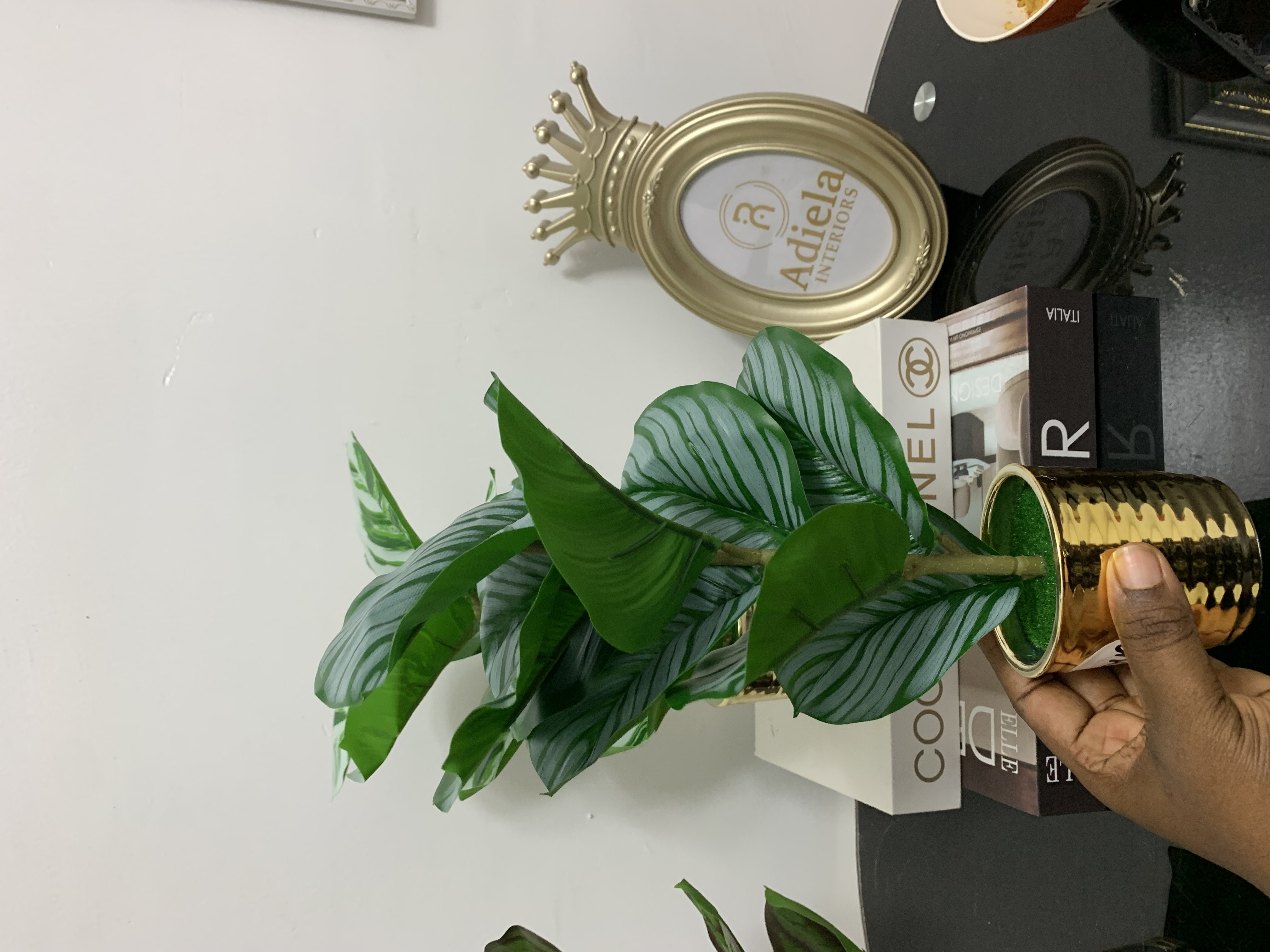 Potted Plant Image