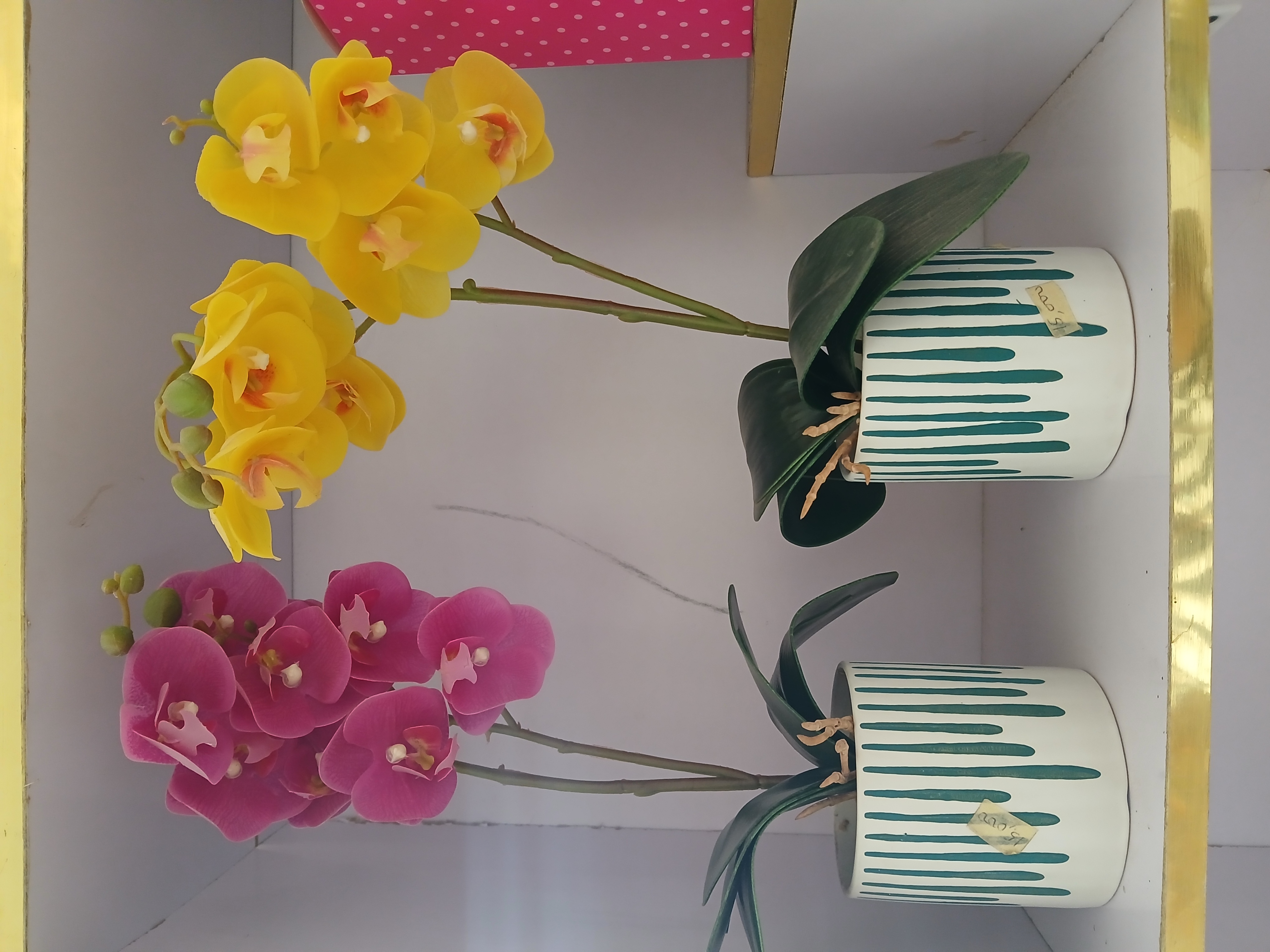 2 Pcs Potted Orchid Flowers Image