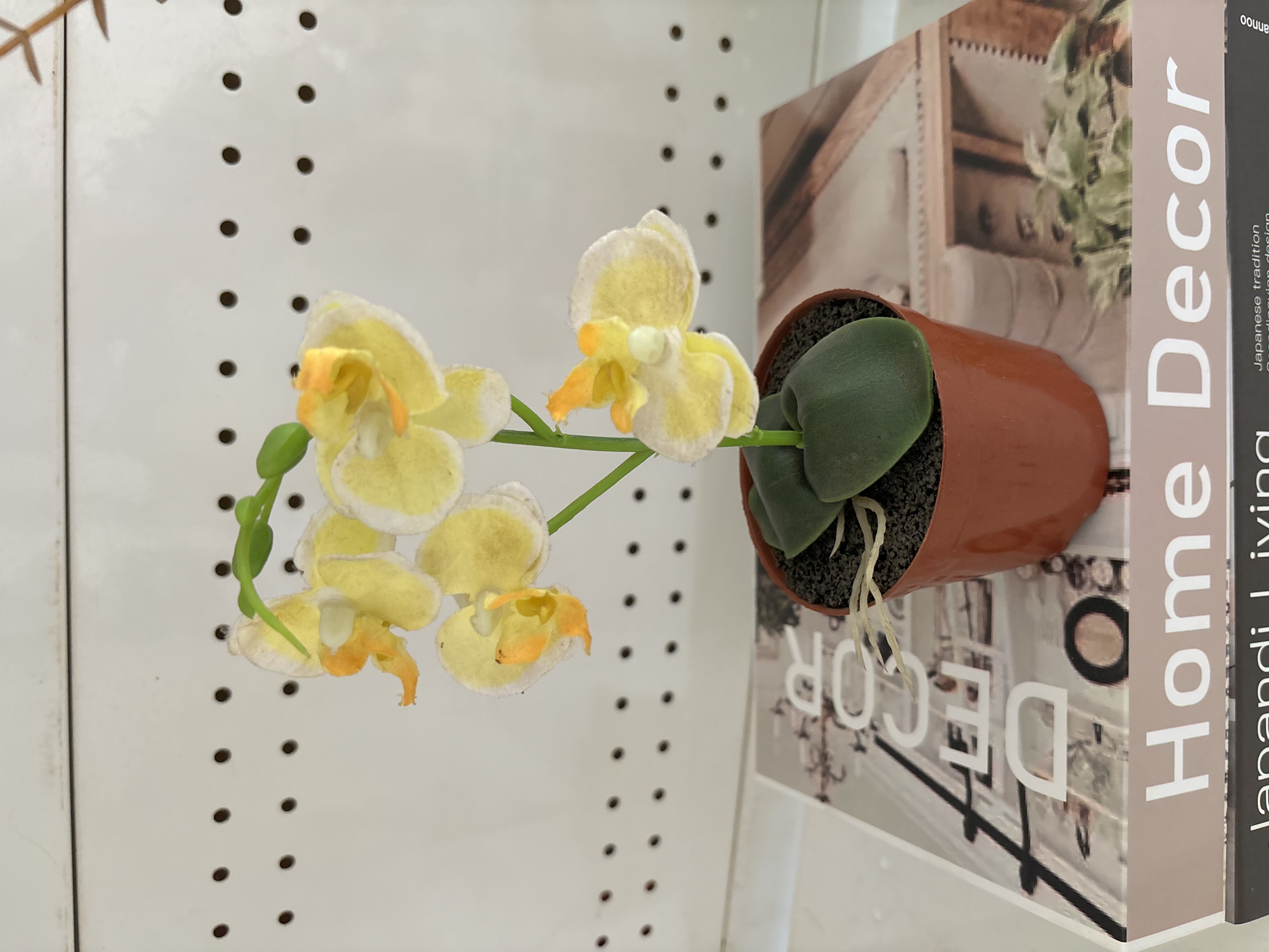 Potted Flower Vase Image