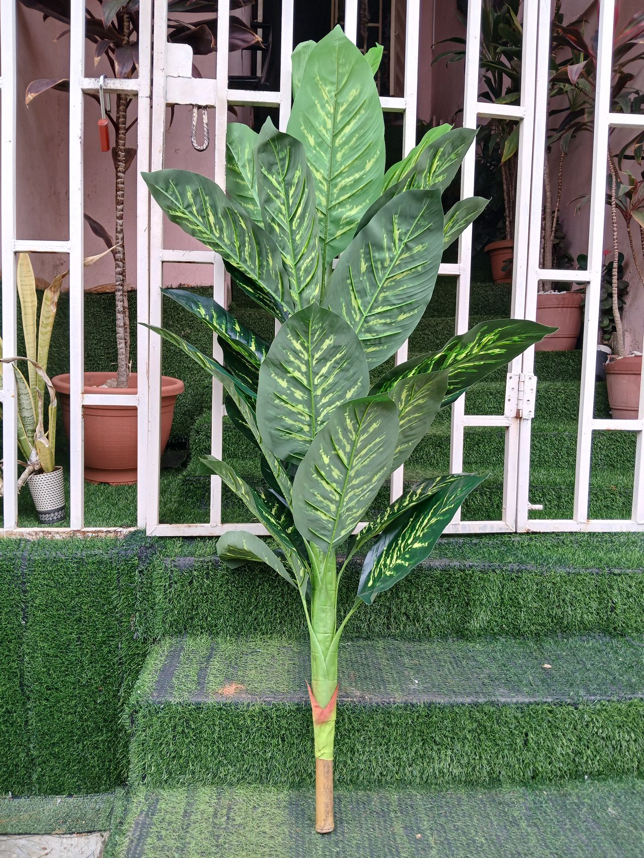 Large Leaves Tree Image