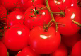 Fresh Organic Tomatoes image