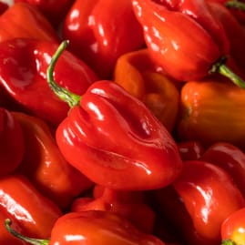 Habanero RED Pepper image
